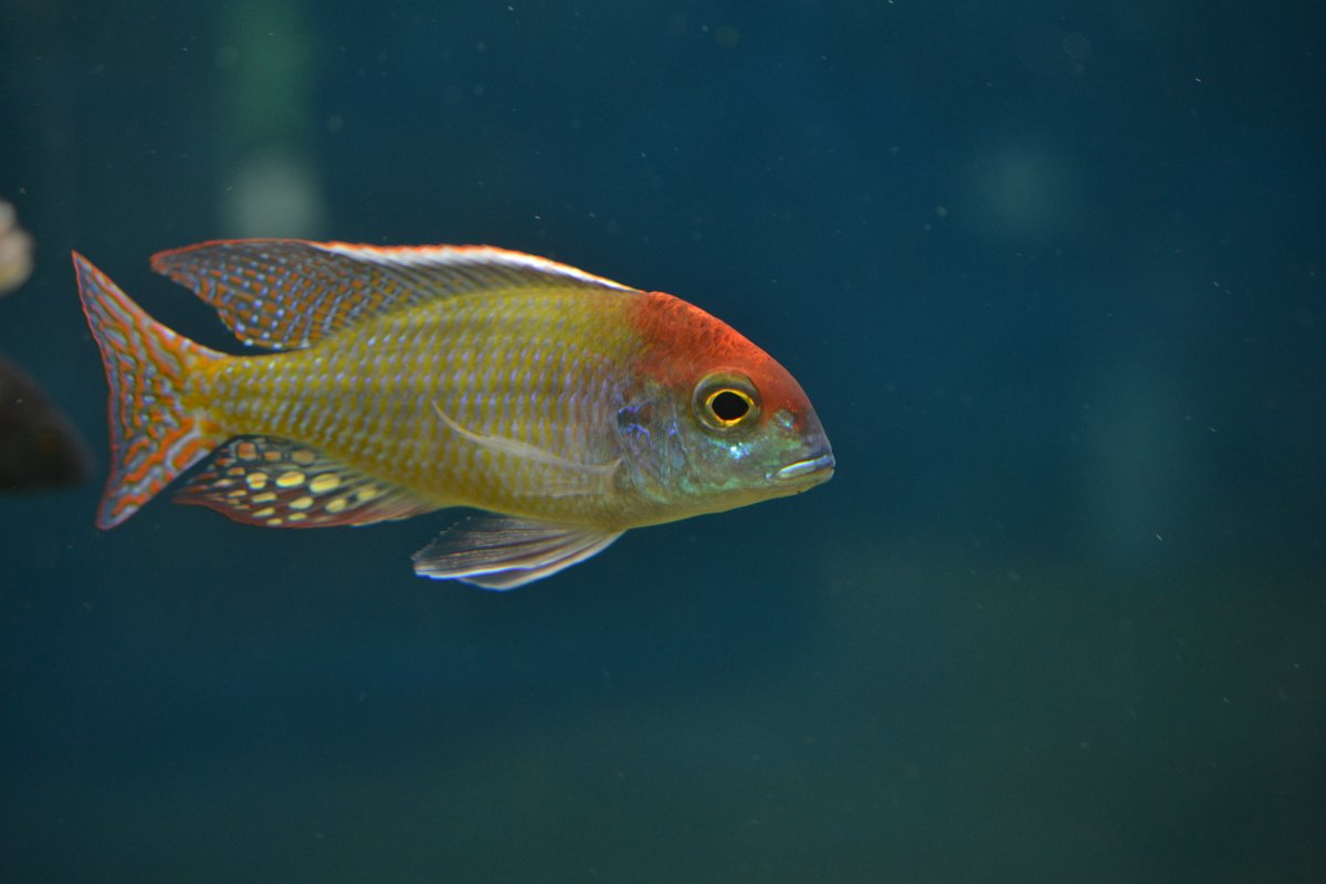Lethrinops sp. 'red cap' Chewere