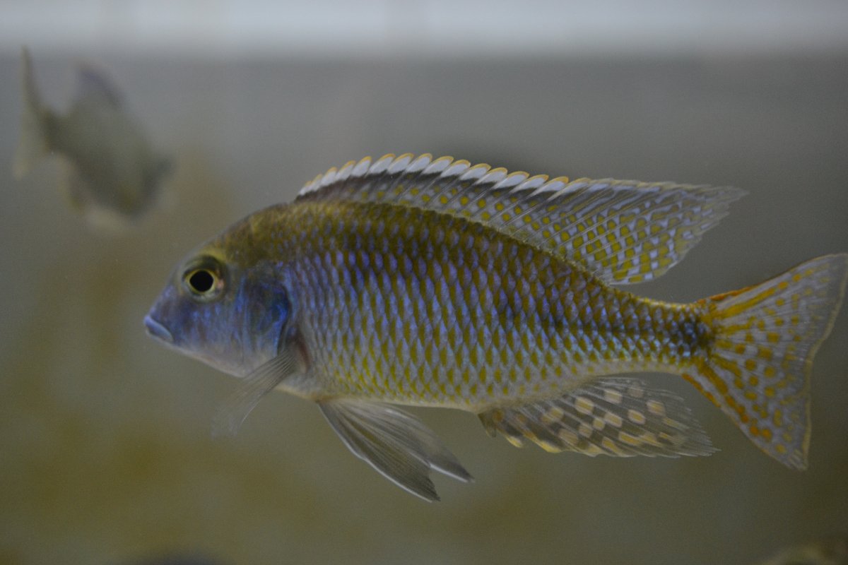 Lethrinops &quot;hybride&quot;