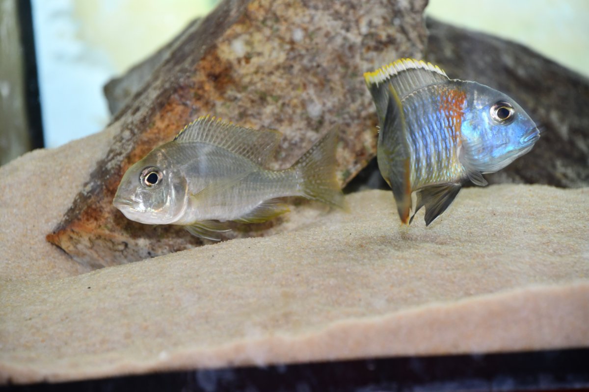 Lethrinops sp. 'mbasi' Mbasi creek