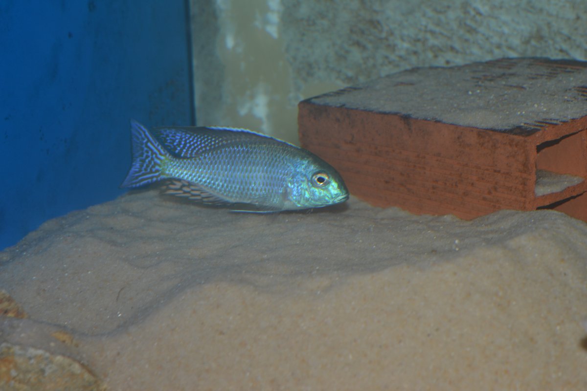 Lethrinops sp. 'black fin' Lupingu