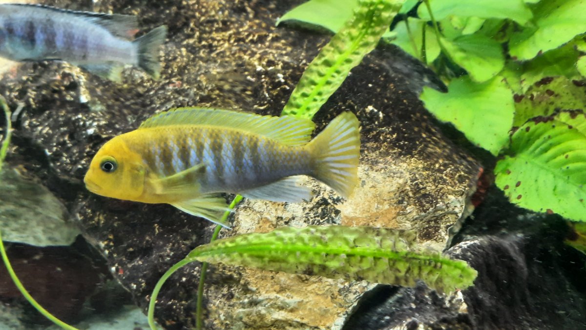 Mâle hajomaylandi chizumulu