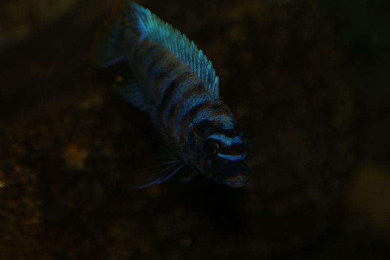 Maylandia fainzilberi Makonde