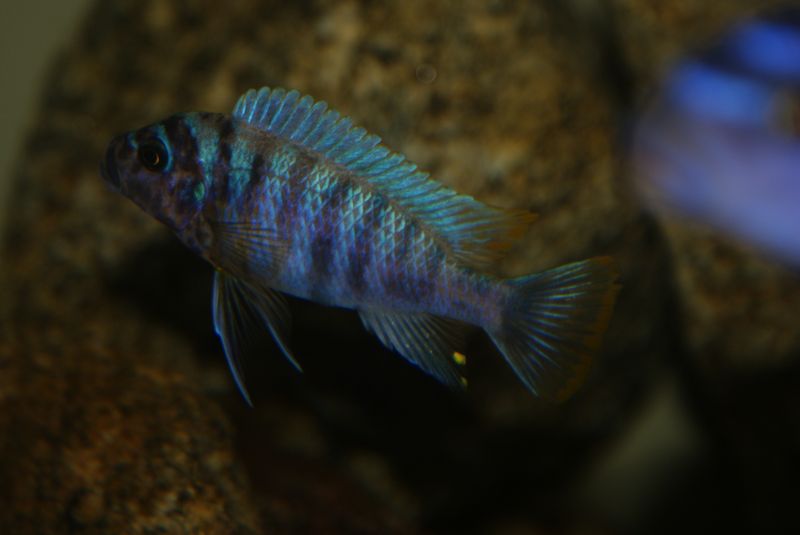 Maylandia fainzilberi Makonde