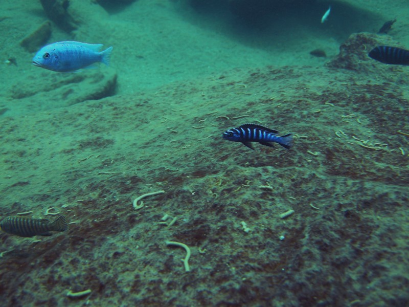 Pseudotropheus sp. &quot;elongatus ruarwe&quot;