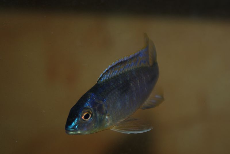 Nyassachromis