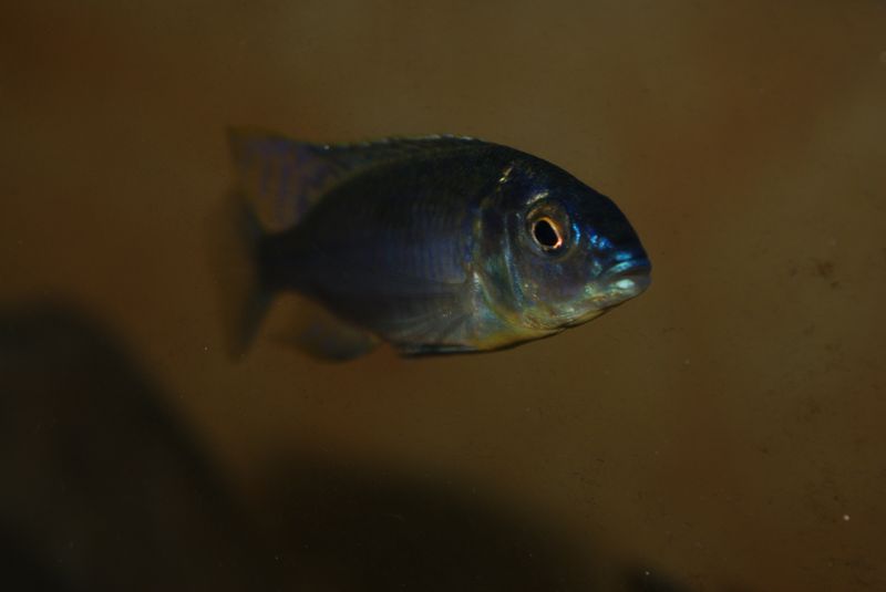 Nyassachromis