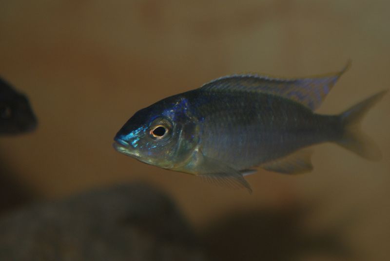 Nyassachromis