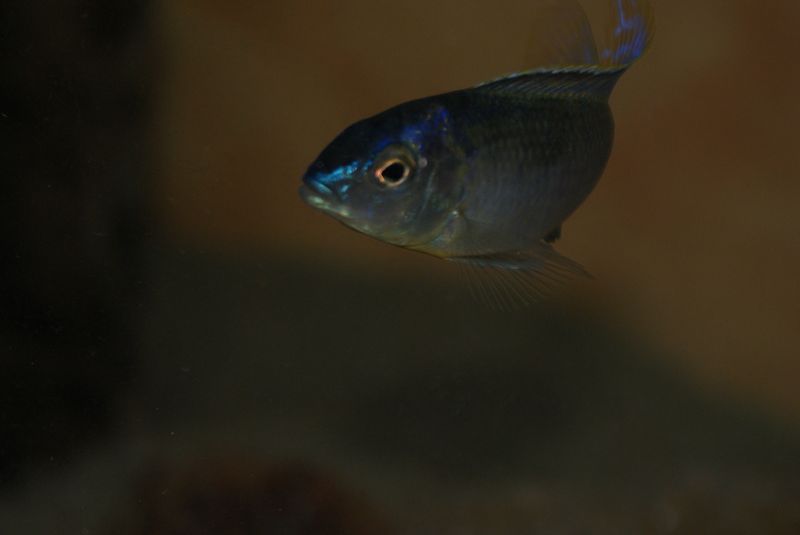 Nyassachromis