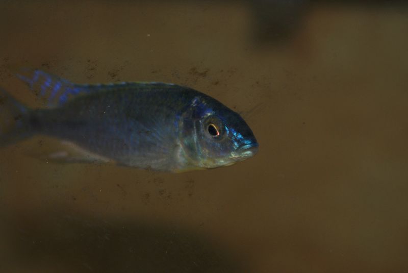 Nyassachromis