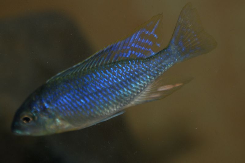 Nyassachromis