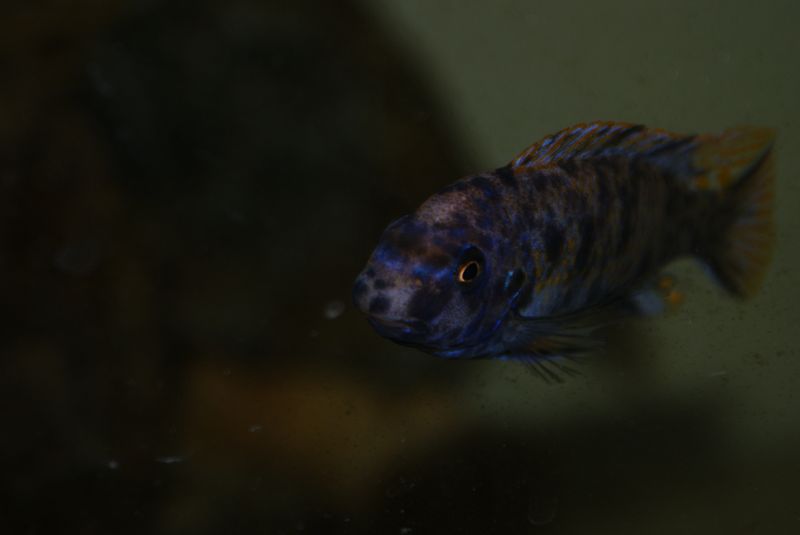 Labeotropheus fuelleborni Mbenji
