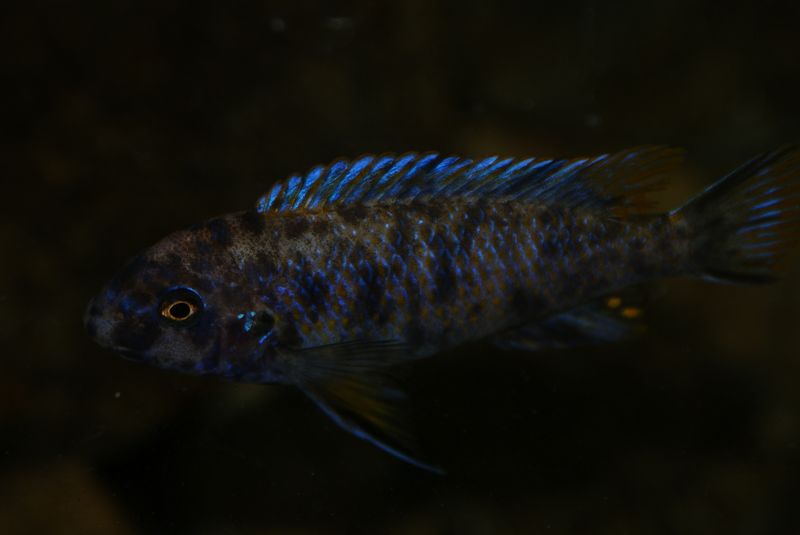Labeotropheus fuelleborni Mbenji