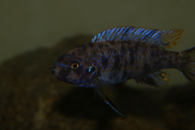 Labeotropheus fuelleborni Mbenji