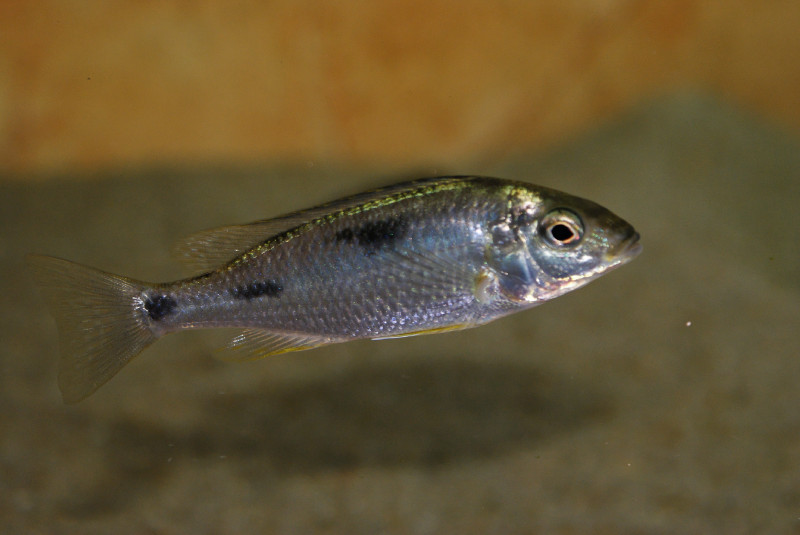 Nyassachromis leuciscus dominé
