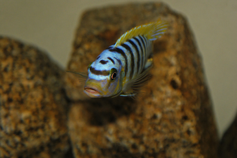 Maylandia sp. &quot;hajomaylandi pombo&quot; Ndumbi