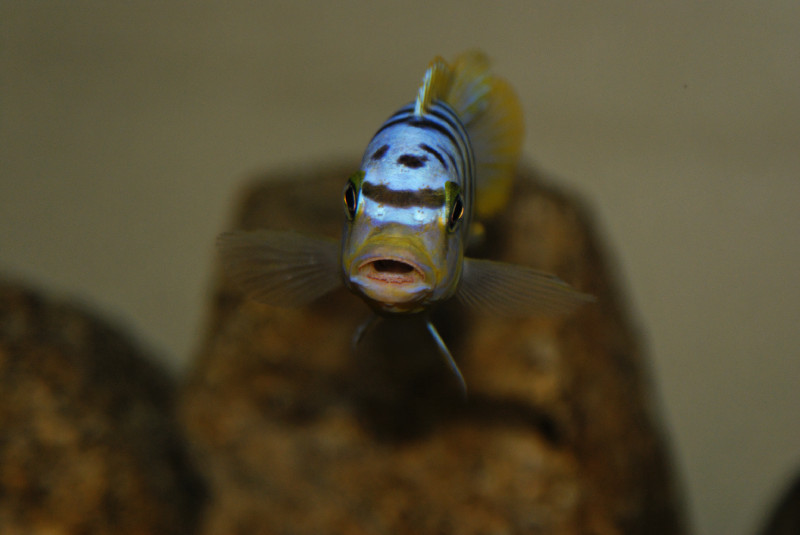 Maylandia sp. &quot;hajomaylandi pombo&quot; Ndumbi