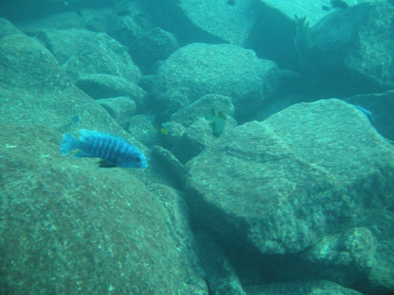 Labeotropheus fuelleborni Linganjala Reef