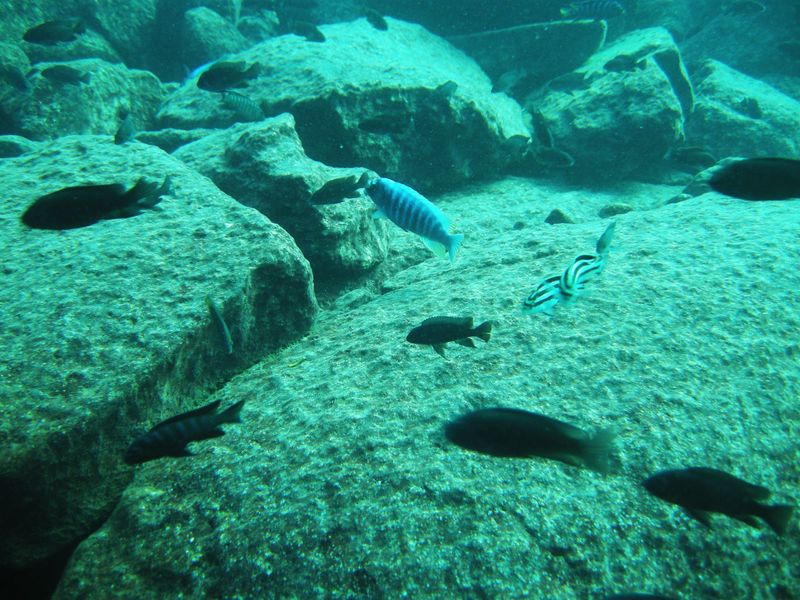 Labeotropheus fuelleborni Linganjala Reef