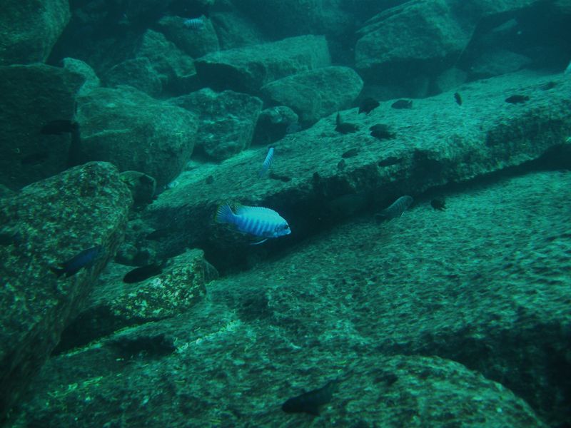 Labeotropheus fuelleborni Linganjala Reef
