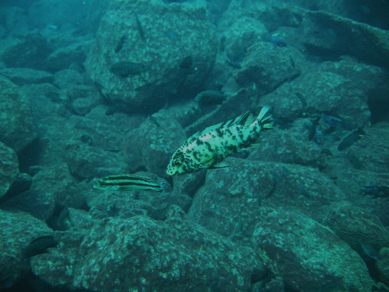 Labeotropheus fuelleborni Linganjala Reef