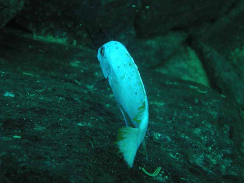 Labeotropheus fuelleborni Linganjala Reef