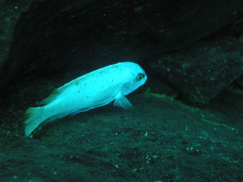 Labeotropheus fuelleborni Linganjala Reef