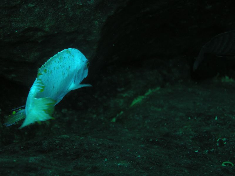 Labeotropheus fuelleborni Linganjala Reef