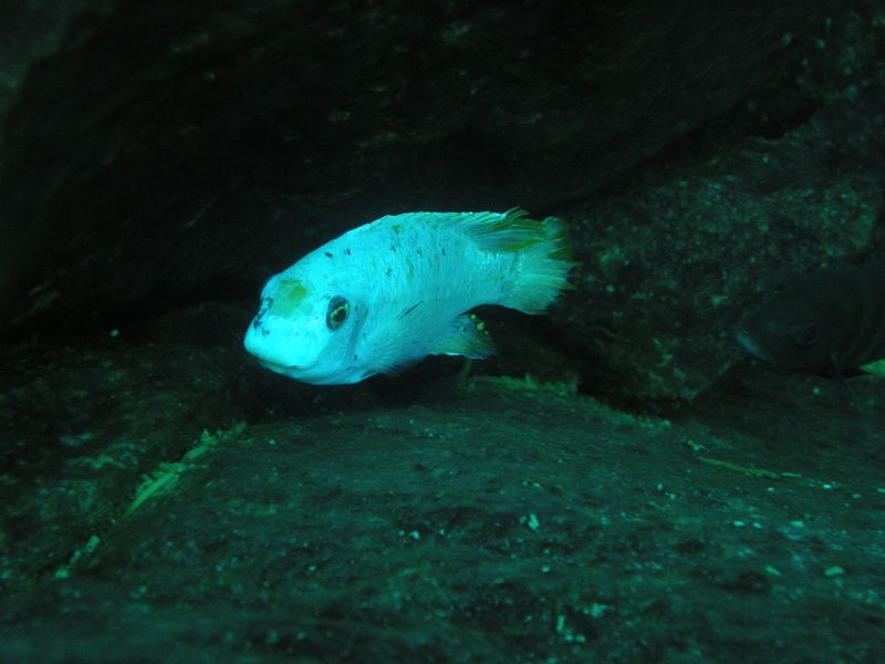 Labeotropheus fuelleborni Linganjala Reef