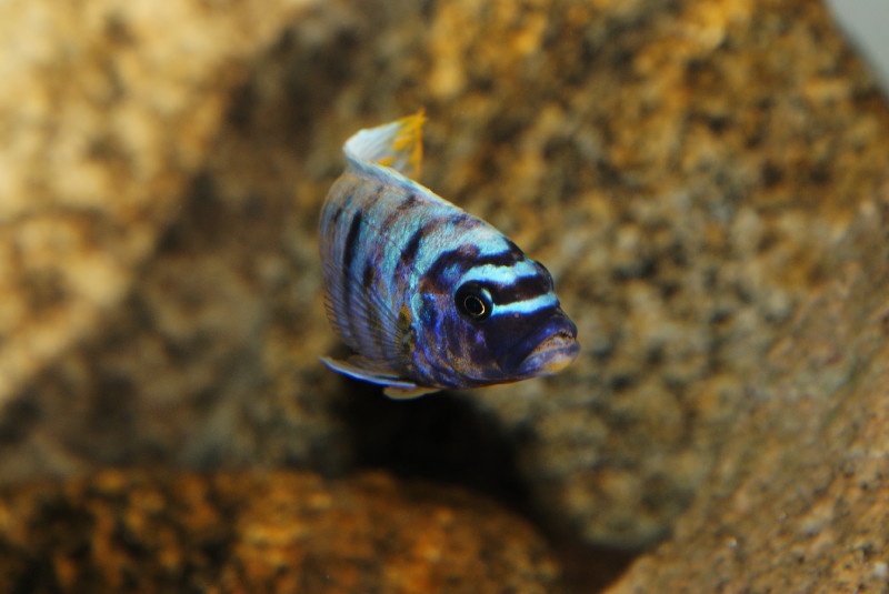 Maylandia fainzilberi Makonde