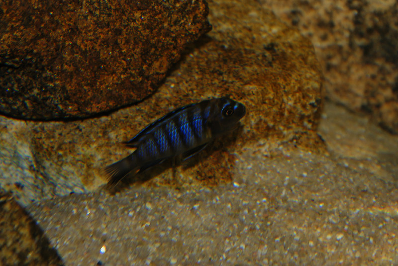 Pseudotropheus sp. &quot;aggressive zebra&quot; Mbenji