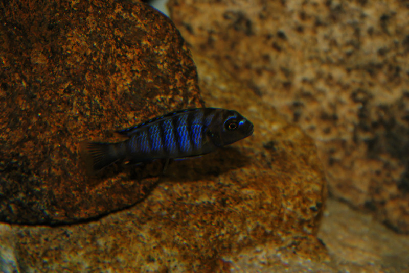 Pseudotropheus sp. &quot;aggressive zebra&quot; Mbenji