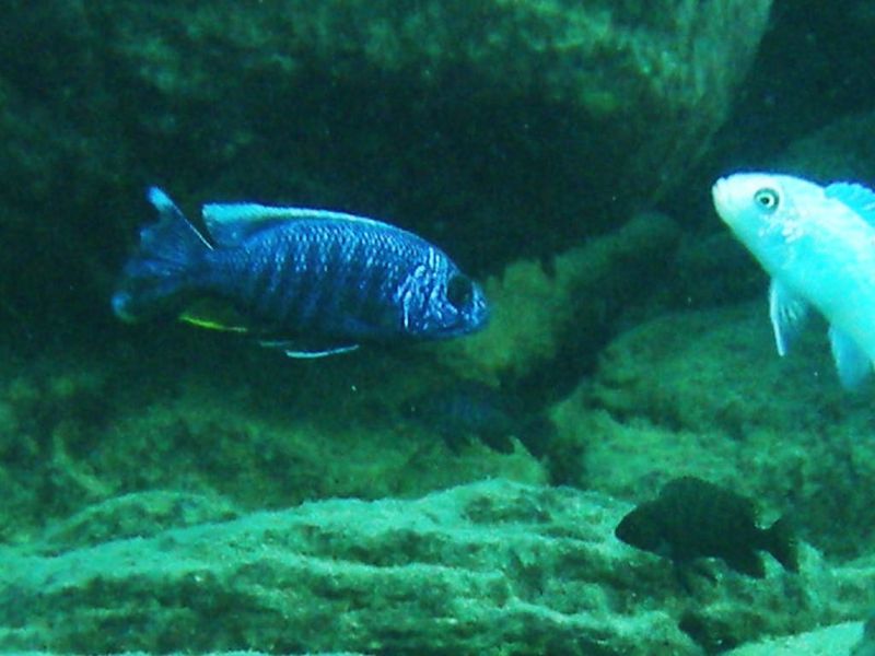 Sciaenochromis fryeri