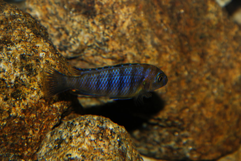 Pseudotropheus sp. &quot;aggressive zebra&quot; Mbenji