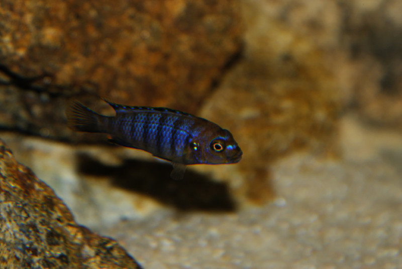 Pseudotropheus sp. &quot;aggressive zebra&quot; Mbenji