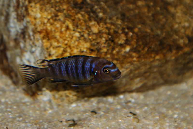 Pseudotropheus sp. &quot;aggressive zebra&quot; Mbenji