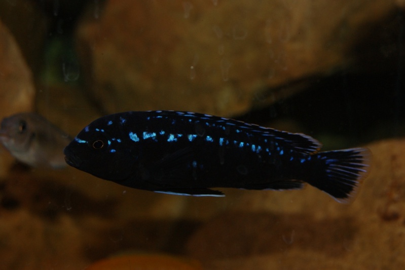 Pseudotropheus interruptus mâle