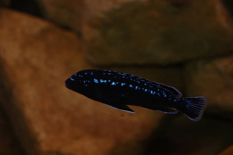 Pseudotropheus interruptus mâle
