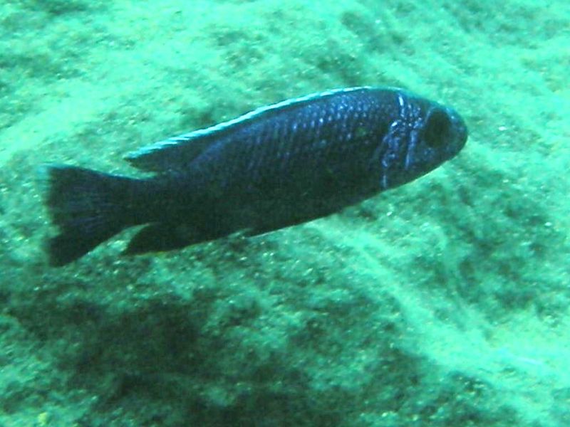 Sciaenochromis fryeri