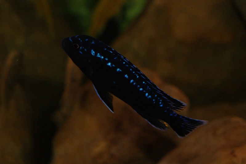 Pseudotropheus interruptus mâle