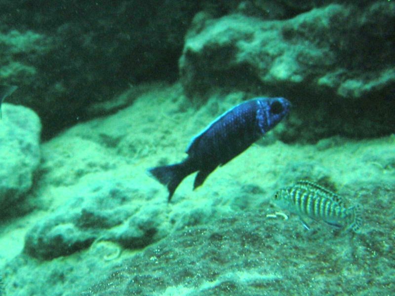 Sciaenochromis fryeri