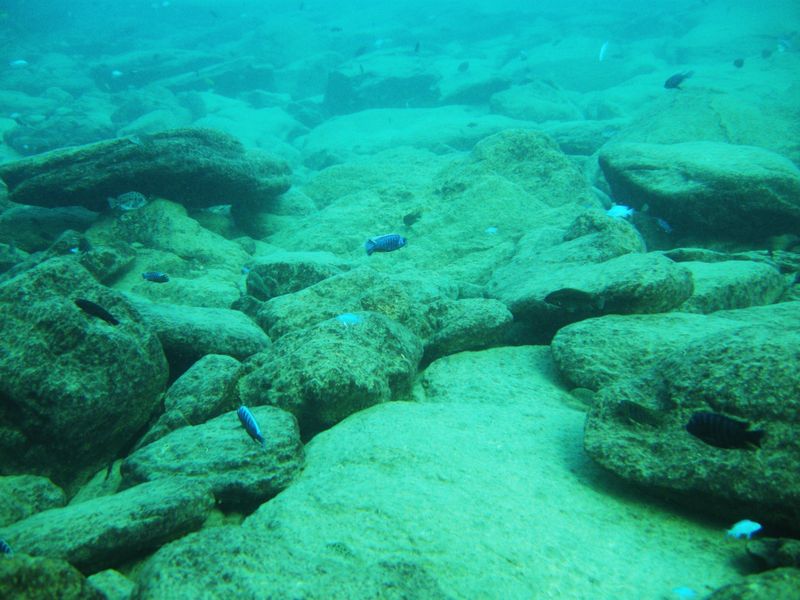 Sciaenochromis fryeri