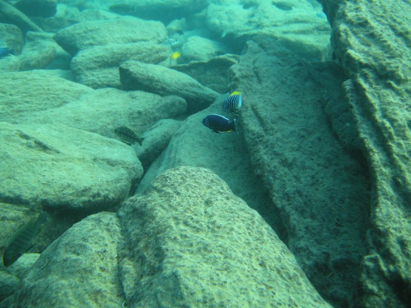 Sciaenochromis fryeri