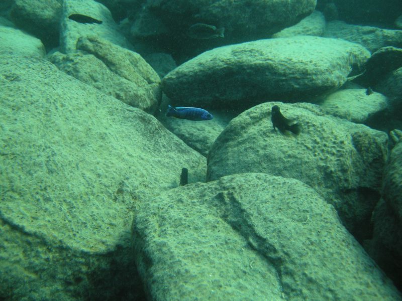Sciaenochromis fryeri
