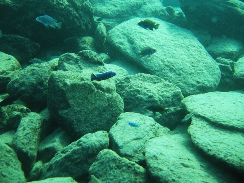 Sciaenochromis fryeri