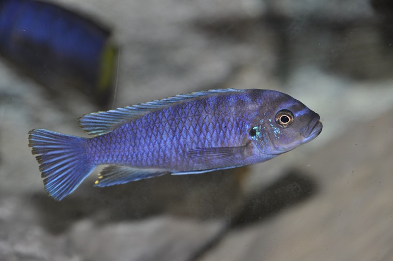 Cynotilapia afra Chewere 6.JPG