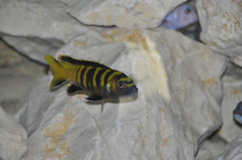 Pseudotropheus flavus Chinyankwasi.JPG