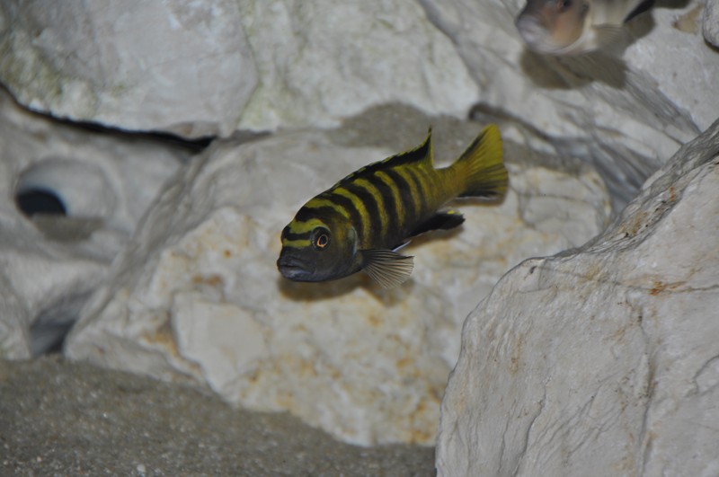 Pseudotropheus flavus Chinyankwasi 1.JPG
