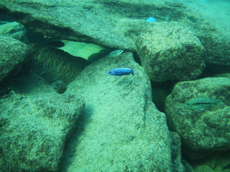 Sciaenochromis fryeri