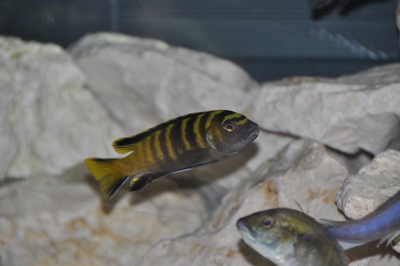 Pseudotropheus flavus Chinyankwasi 2.JPG