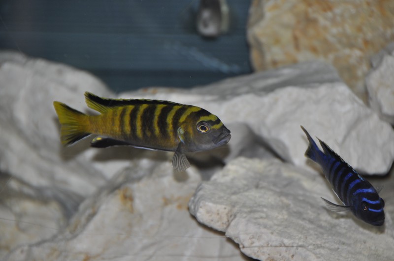 Pseudotropheus flavus Chinyankwasi 3.JPG
